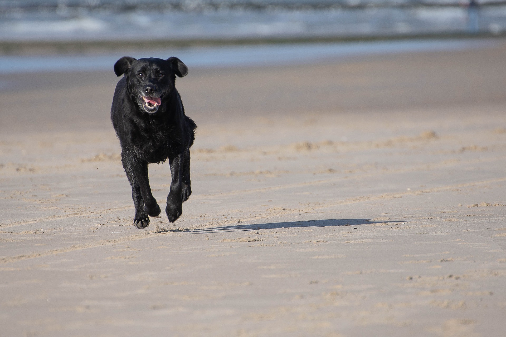 Puzzle - Dog Beach, Ocean Beach San Diego CA